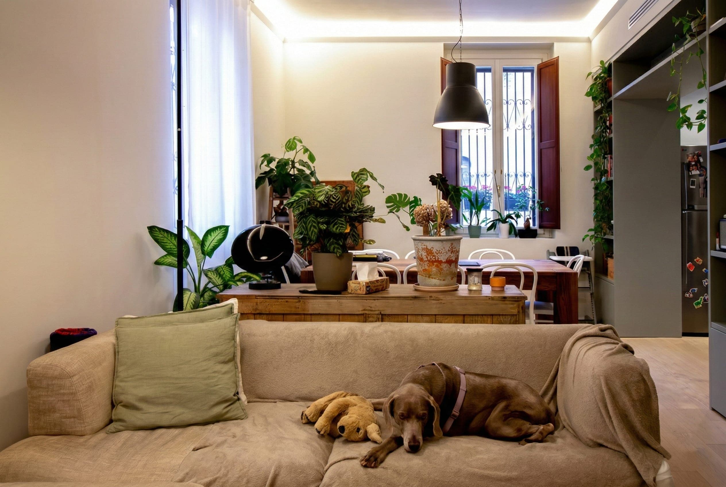 Soggiorno con divano, cane a riposo, lampada a sospensione e piante verdi